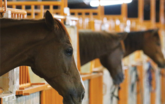 Gulf Weekly Equestrian centre opens doors