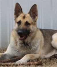 Gulf Weekly Every dog has its day at canine awards show