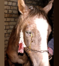 Gulf Weekly Glanders strikes again