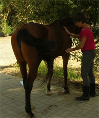 Gulf Weekly Massaged back to good health