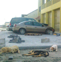 Gulf Weekly Go-ahead for strays project