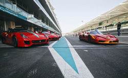 Gulf Weekly Prancing Horses gallop