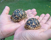 Gulf Weekly New home for tortoise family