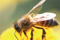Gulf Weekly Robo bees could help save lives