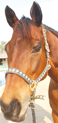 Gulf Weekly Galloping ahead