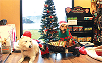 Gulf Weekly ‘Purr’fect presents for your loyal friends