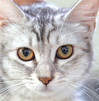 Animal sanctuary’s 1st birthday