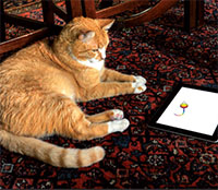 Gulf Weekly ‘Purfect paintings’ on sale for charity