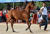 Gulf Weekly Equestrian aplomb