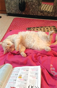 Gulf Weekly Write to the editor