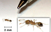 Gulf Weekly Homes suffer ant invasion