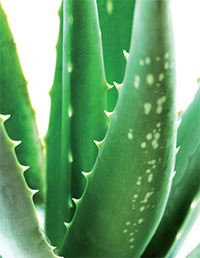 Gulf Weekly Yes to Aloe Vera
