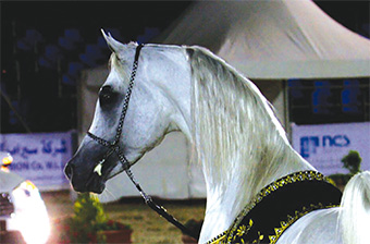 Gulf Weekly Too Hot To Trot