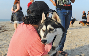 Gulf Weekly A day out for playful pooches