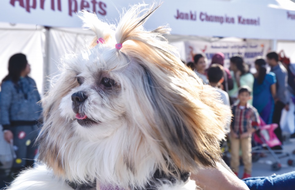 Gulf Weekly Mighty mutts enjoy their carnival capers