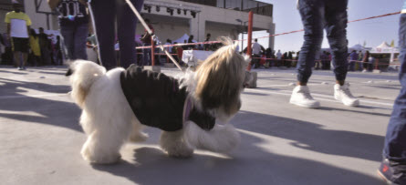 Gulf Weekly Stepping out for top pet show