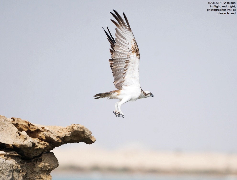 One good tern deserves another!