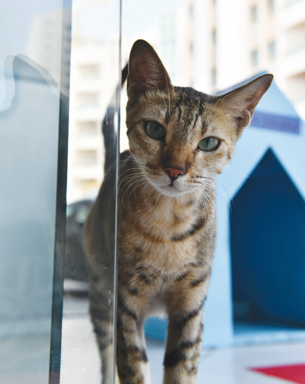Gulf Weekly Cat’s home is  just purrfect