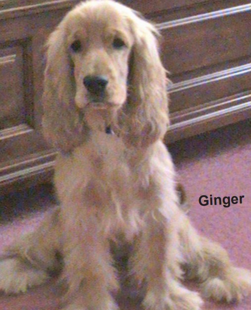 Gulf Weekly ANIMALS ARE OUR FRIENDS