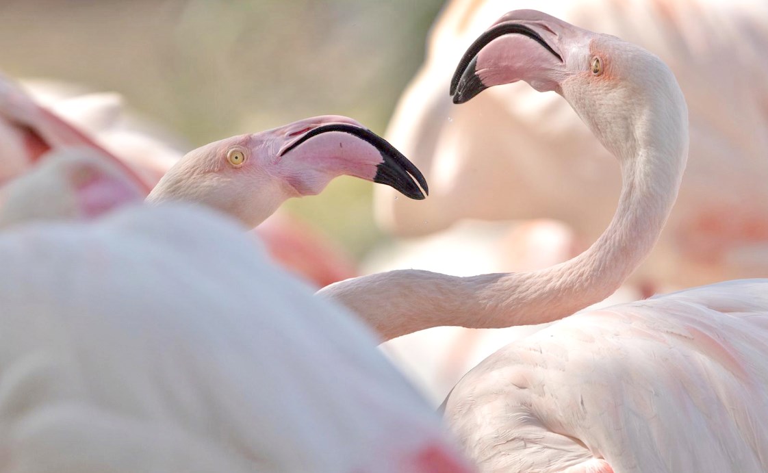 Gulf Weekly Picture perfect 