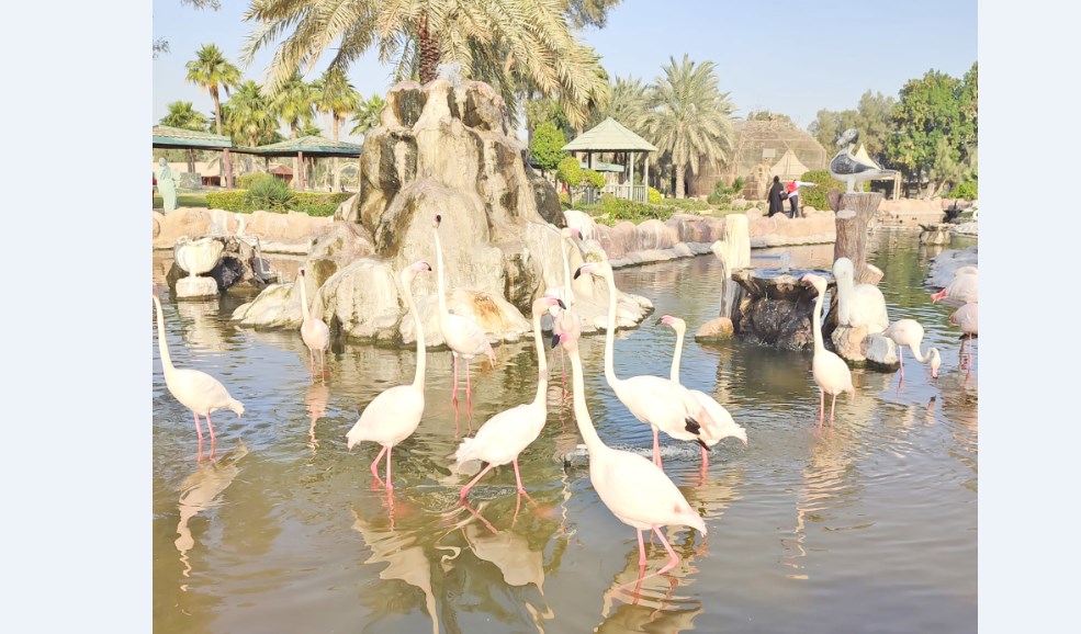 Gulf Weekly Picture perfect 