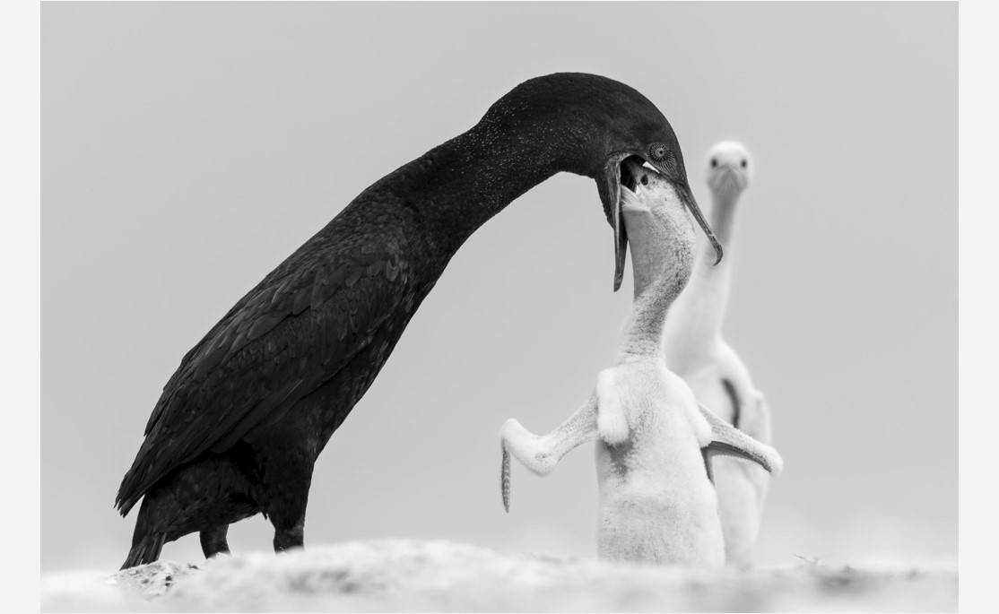 Gulf Weekly Life in frames